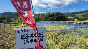 酒米の田んぼ 稲刈りです!