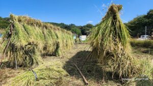 酒米の田んぼ 稲刈りです!